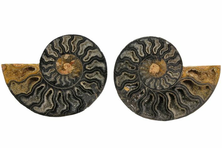 Cut/Polished Ammonite Fossil - Unusual Black Color #165666